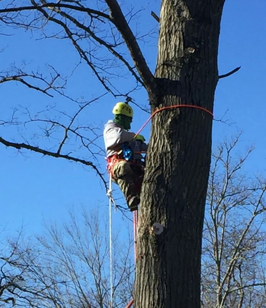 Tree Service &
Stump Grinding