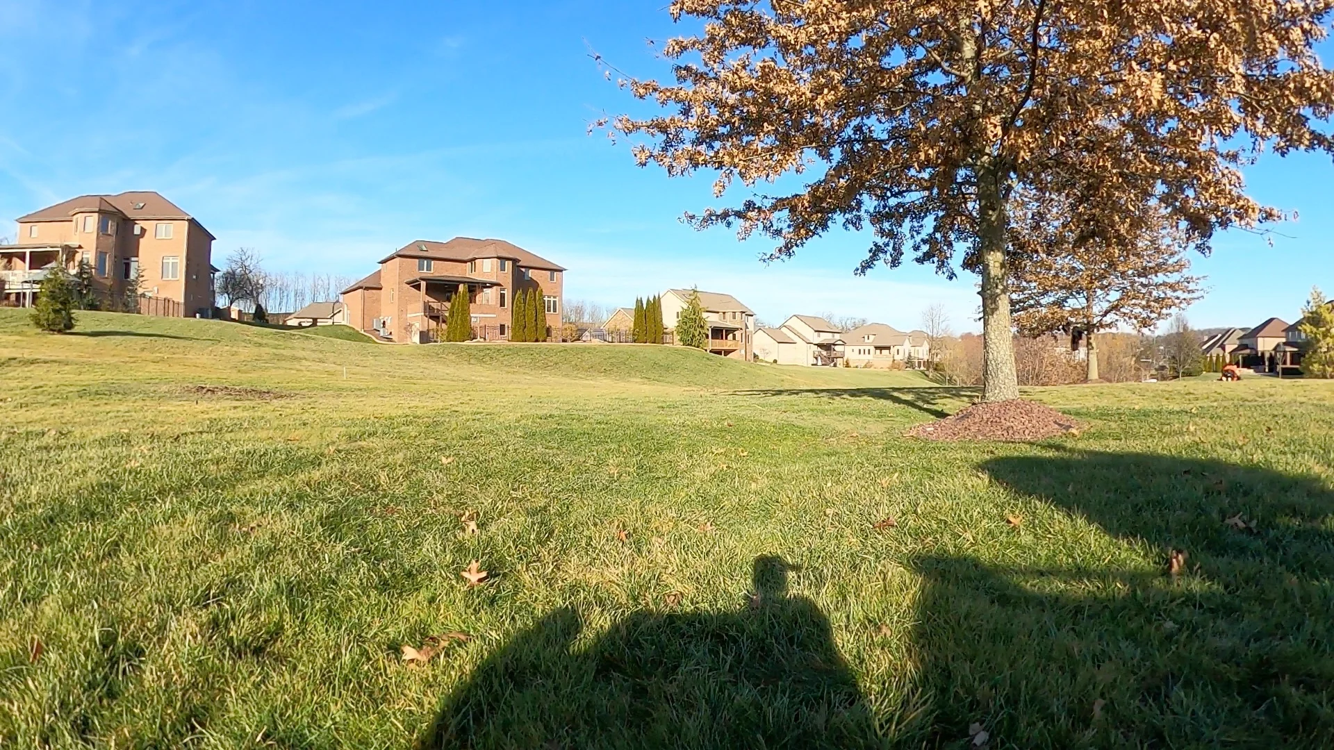 After — Burning bush removal